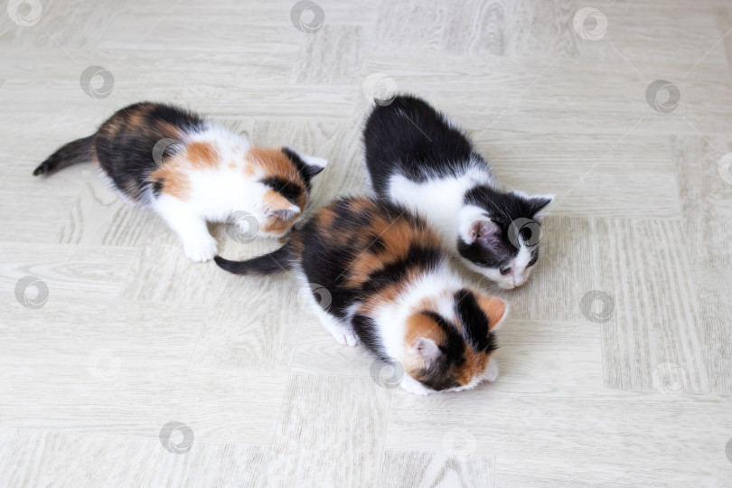 Скачать Три маленьких котенка на полу крупным планом фотосток Ozero