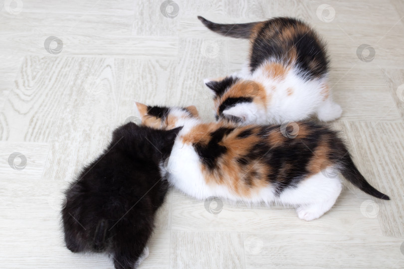 Скачать Три маленьких котенка на полу крупным планом фотосток Ozero