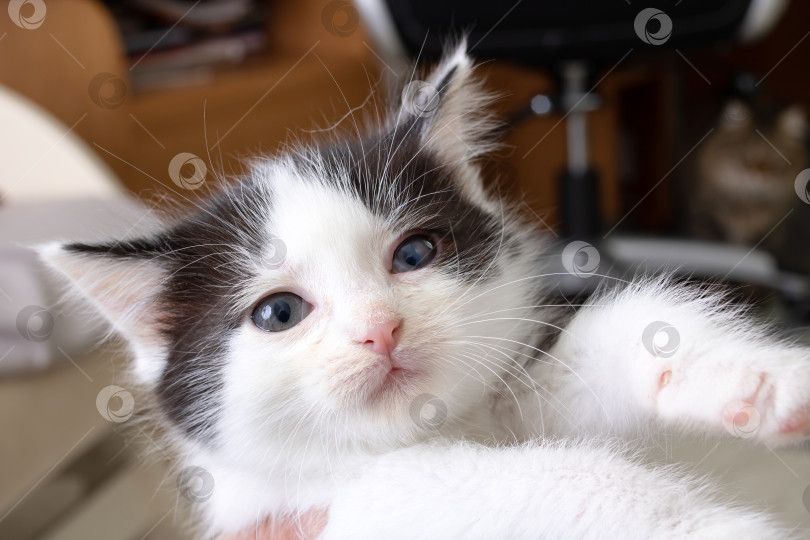 Скачать Мордочка маленького серого котенка портрет крупным планом фотосток Ozero