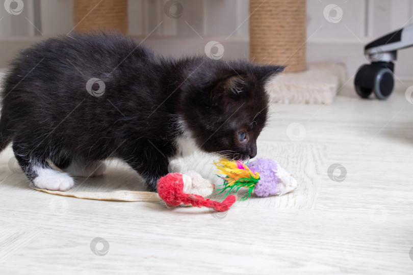 Скачать Маленький черный котенок играет с игрушками крупным планом фотосток Ozero