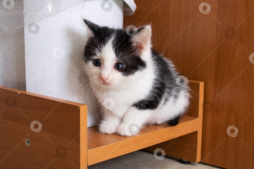 Скачать Маленький трехцветный котенок сидит на полу фотосток Ozero