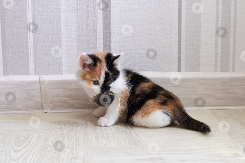 Скачать Маленький трехцветный котенок держит в зубах игрушку фотосток Ozero