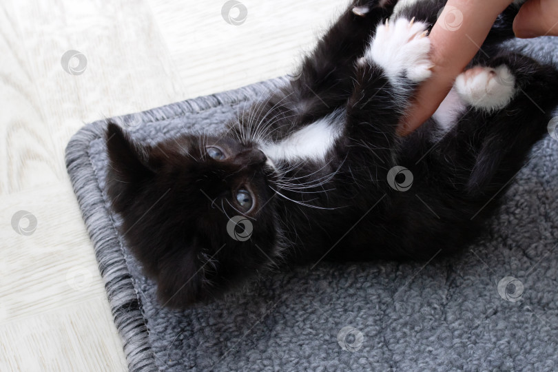 Скачать Палец гладит живот маленького котенка фотосток Ozero