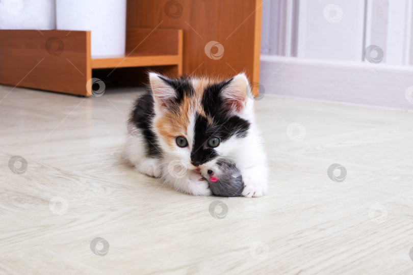 Скачать Маленький трехцветный котенок играет с игрушкой фотосток Ozero