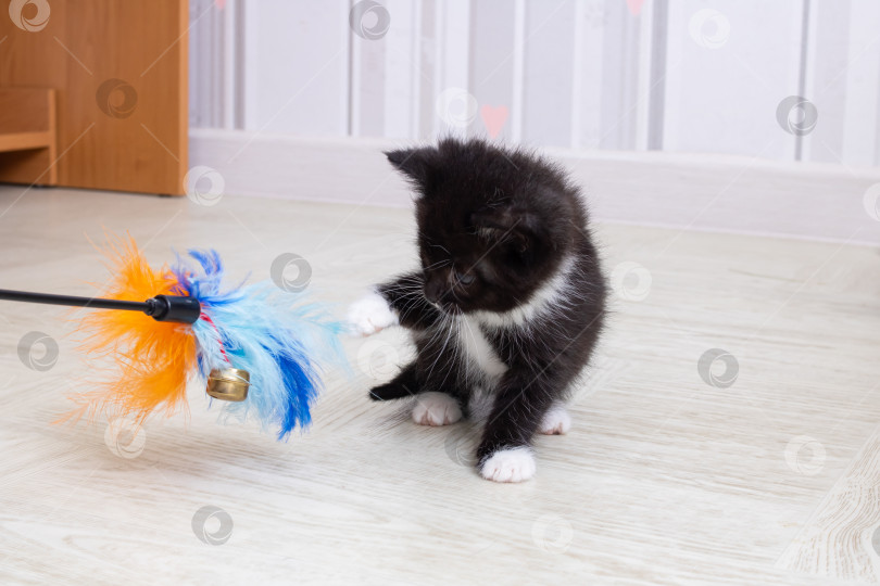 Скачать Маленький черный котенок играет с игрушками крупным планом фотосток Ozero