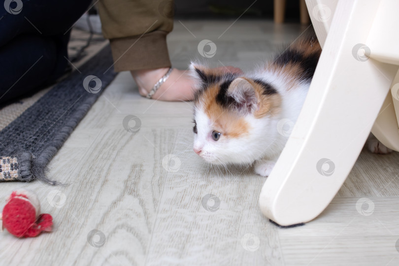 Скачать Маленький трехцветный котенок играет с игрушкой фотосток Ozero
