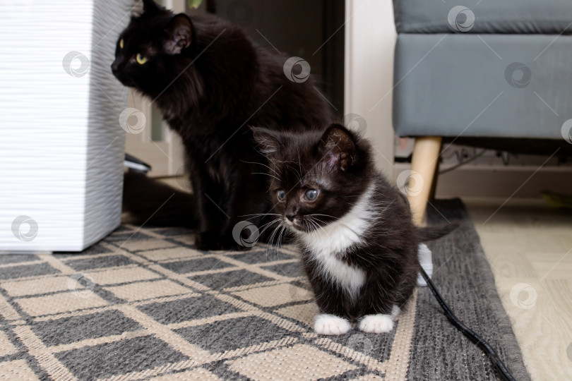 Скачать Черный котенок с мамой-кошкой на полу фотосток Ozero