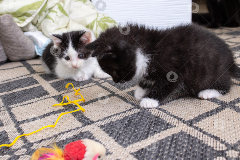Скачать Маленький черный котенок играет с веревкой крупным планом фотосток Ozero