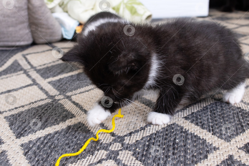 Скачать Маленький черный котенок играет с веревкой крупным планом фотосток Ozero