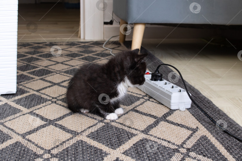 Скачать Маленький котенок играет с удлинителем с розетками фотосток Ozero