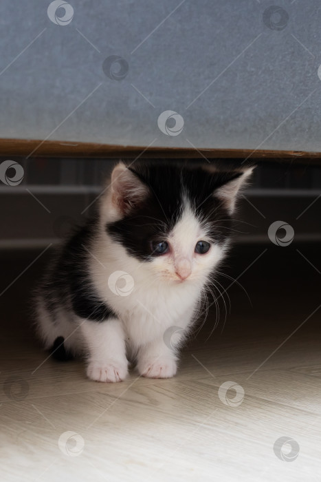Скачать Грустный черно-белый котенок сидит под диваном фотосток Ozero