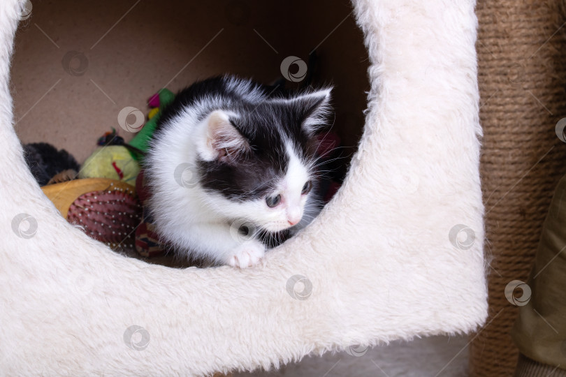 Скачать Черно-белый котенок выглядывает из дома фотосток Ozero