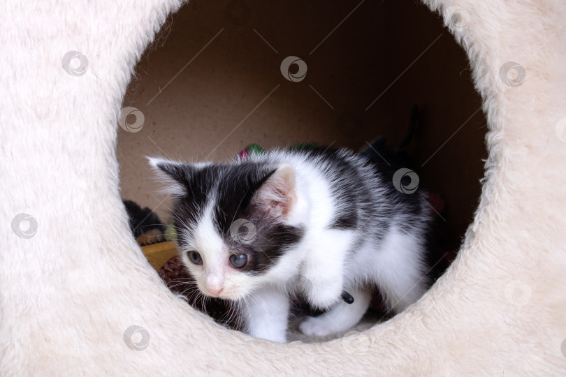 Скачать Черно-белый котенок выглядывает из дома фотосток Ozero