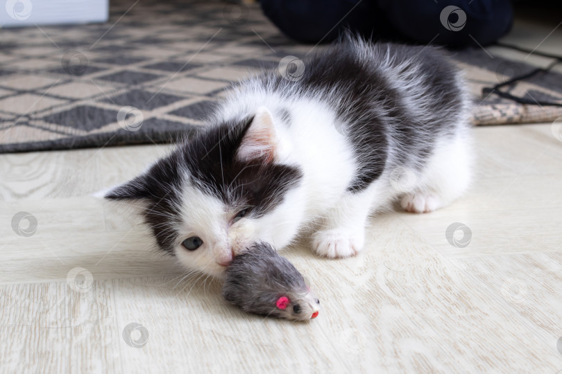 Скачать Маленький черно-белый котенок играет с мышкой фотосток Ozero
