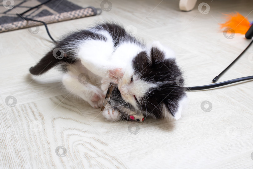 Скачать Маленький черно-белый котенок играет с мышкой фотосток Ozero
