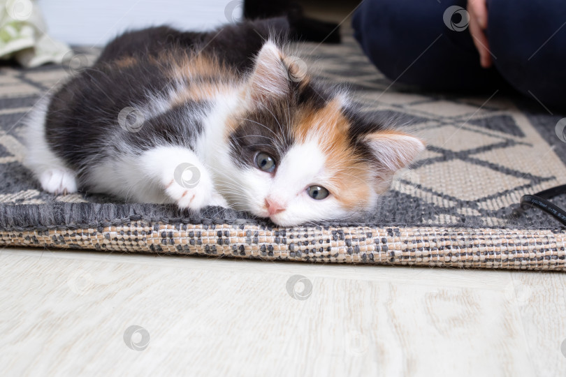 Скачать Маленький трехцветный котенок грызет ковер фотосток Ozero