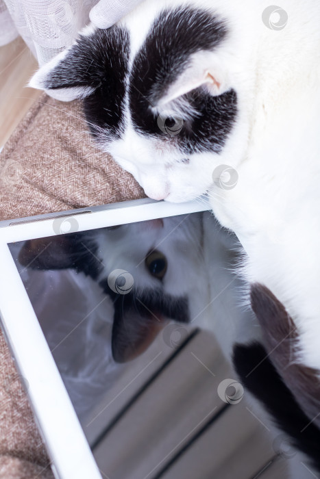 Скачать Белая кошка, смотрящая на экран планшета фотосток Ozero