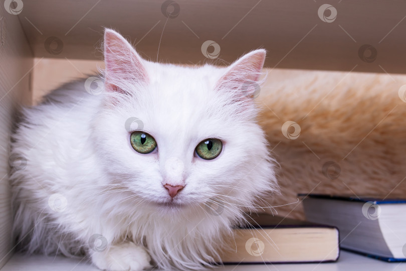 Скачать Портрет белой кошки с зелеными глазами крупным планом фотосток Ozero