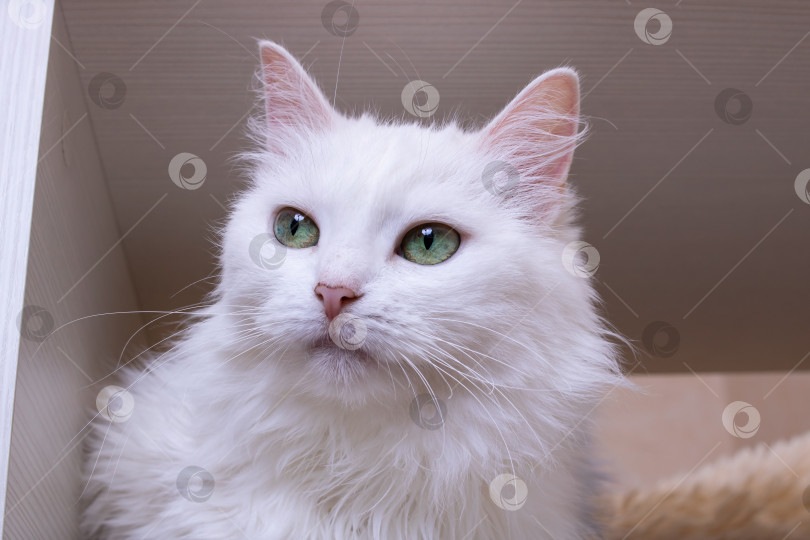 Скачать Портрет белой кошки с зелеными глазами крупным планом фотосток Ozero