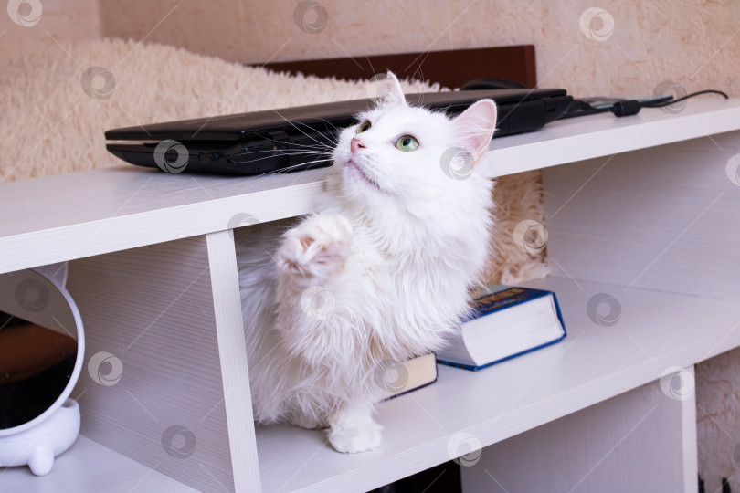 Скачать Белый пушистый кот прячется под столом фотосток Ozero