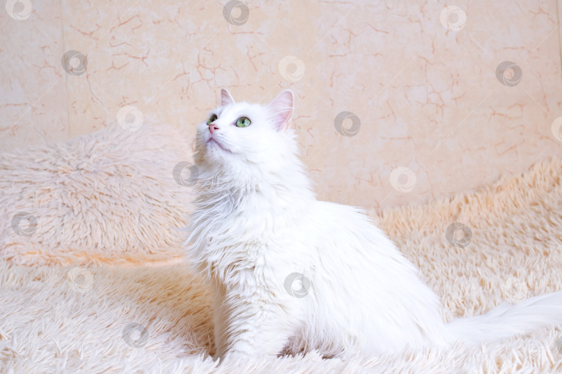 Скачать Белый пушистый кот сидит на диване фотосток Ozero