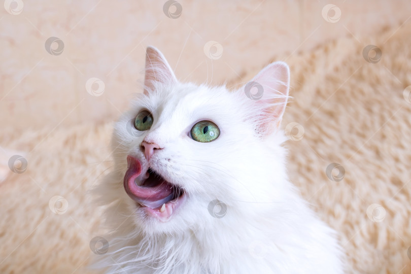 Скачать Белый пушистый кот лижет портрет крупным планом фотосток Ozero