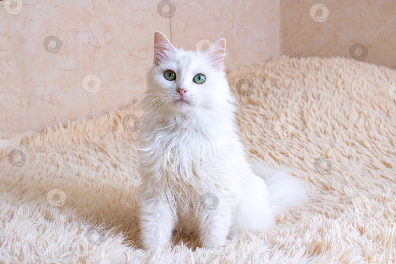 Скачать Белый пушистый кот сидит на диване фотосток Ozero