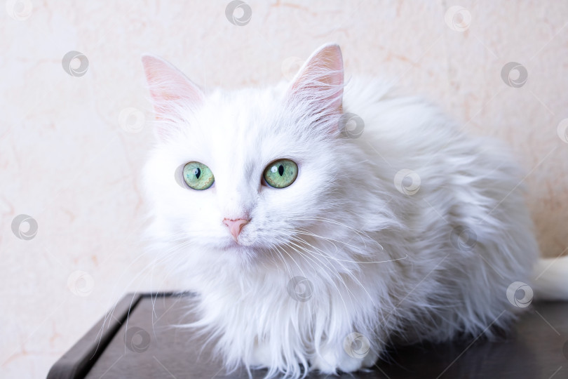 Скачать Белый пушистый кот сидит на столе фотосток Ozero