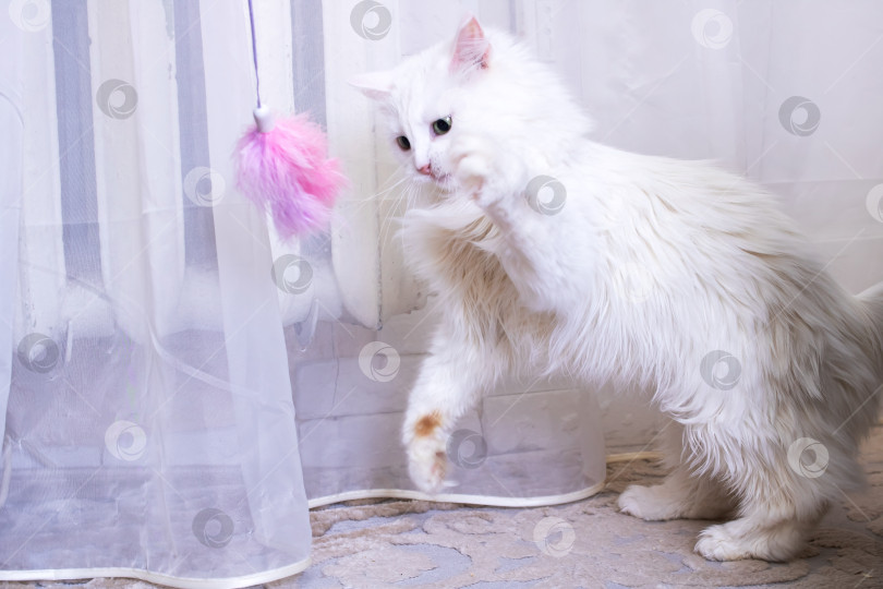 Скачать Белый пушистый кот играет с игрушкой фотосток Ozero