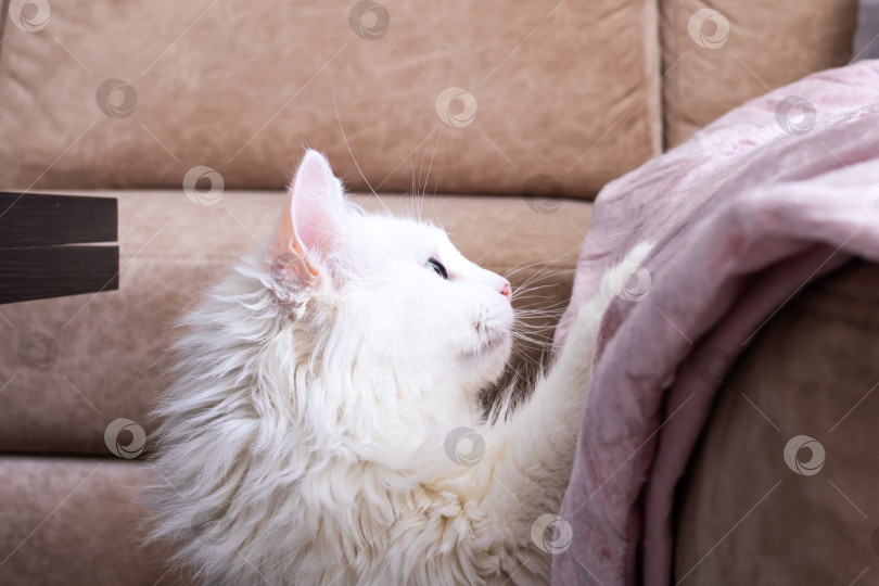 Скачать Белый пушистый кот запрыгивает на диван фотосток Ozero