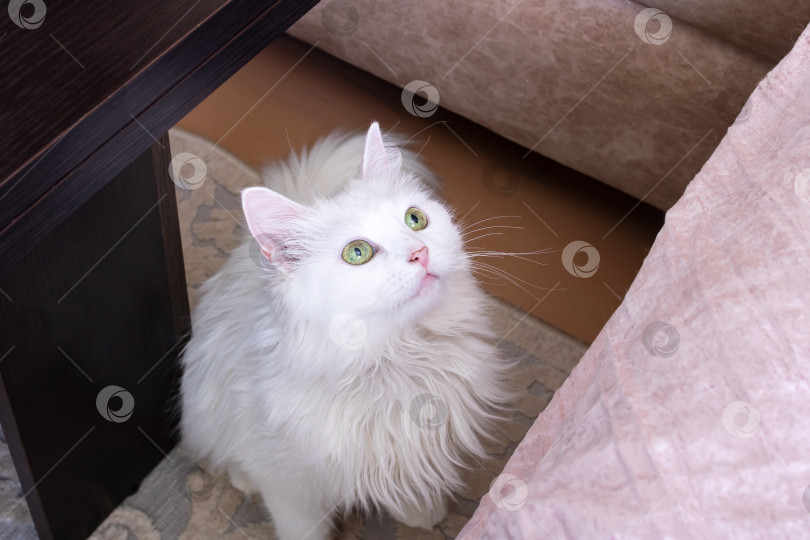 Скачать Белый пушистый кот запрыгивает на диван фотосток Ozero