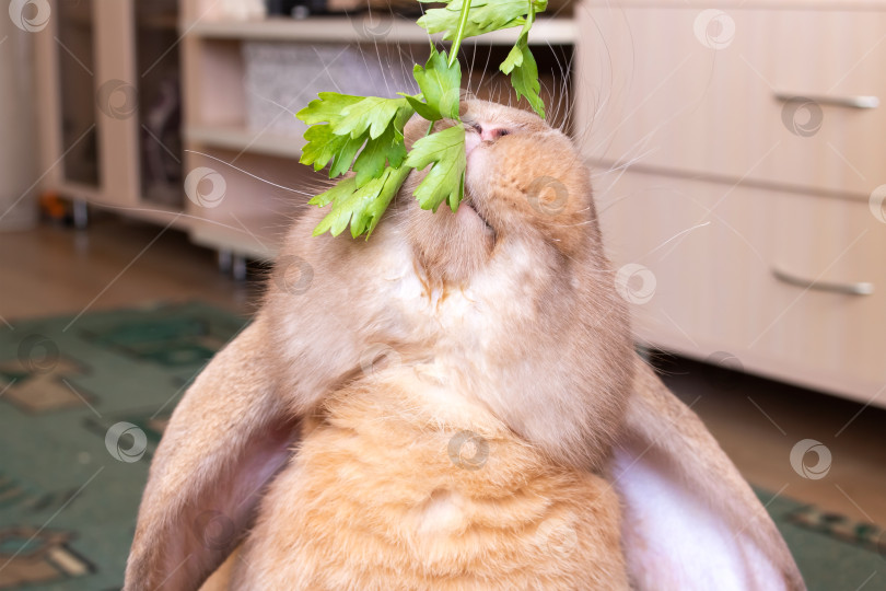 Скачать Рыжий домашний кролик ест зелень крупным планом фотосток Ozero
