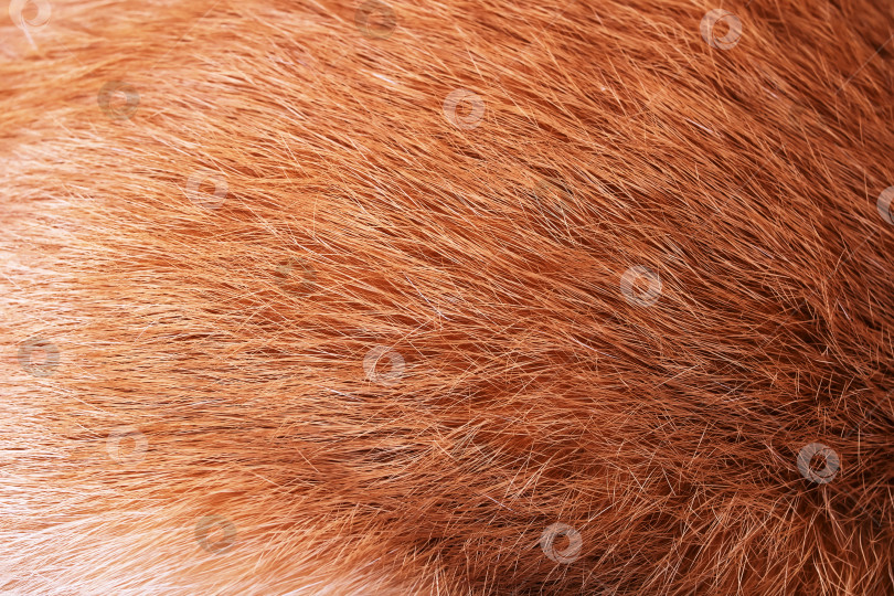 Скачать Фон или текстура, рыжая шерсть животного крупным планом фотосток Ozero