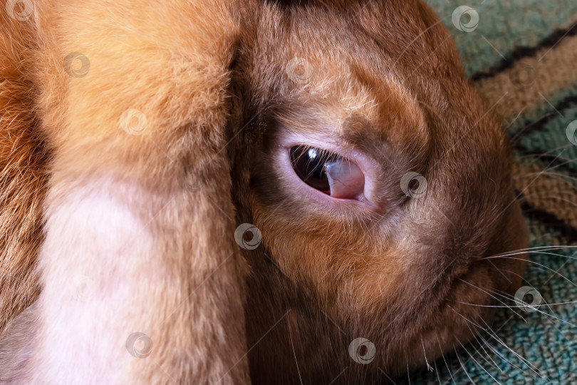 Скачать Больной глаз у домашнего зайца фотосток Ozero
