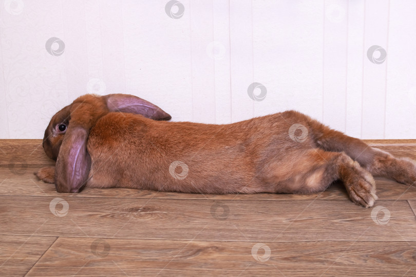 Скачать Милый красный домашний кролик в комнате фотосток Ozero
