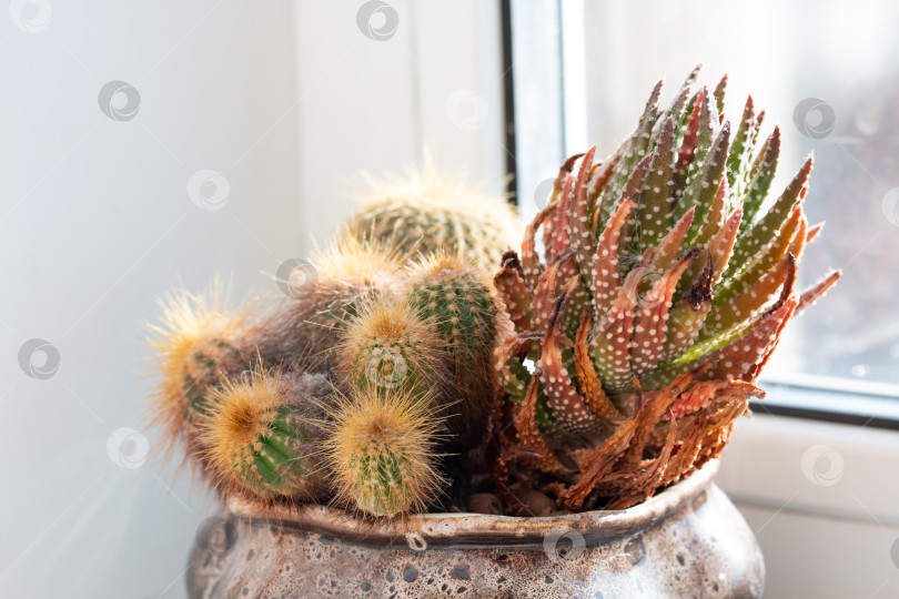 Скачать Изображение кактуса и жемчужного растения, растущего в горшке дома фотосток Ozero