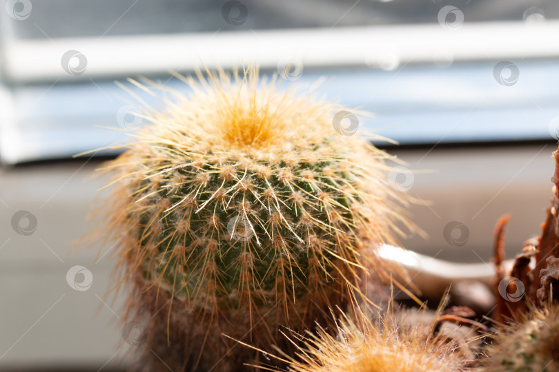Скачать Фотография растения эриокактус, растущего в горшке в домашних условиях фотосток Ozero