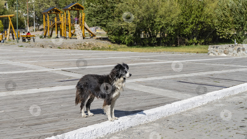 Скачать Дворняга стоит на тротуаре, пристально глядя вдаль. фотосток Ozero