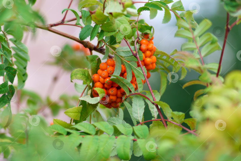 Скачать Ветка рябины с гроздью красных спелых ягод. Дерево Sorbus aucuparia крупным планом фотосток Ozero