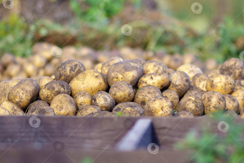 Скачать Свежесобранный урожай органического картофеля. Фермер в саду. Избирательный подход. фотосток Ozero