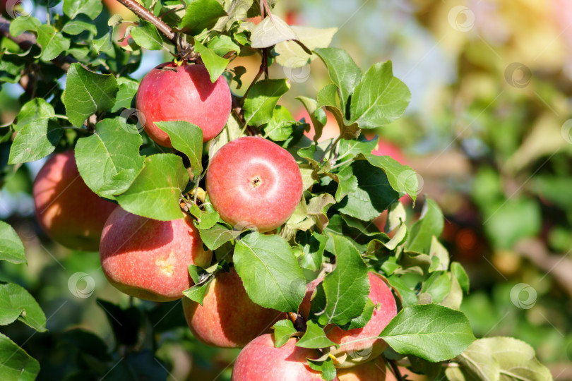 Скачать Спелые красные яблоки на ветвях яблони в саду готовы к сбору урожая. Селективный фокус фотосток Ozero