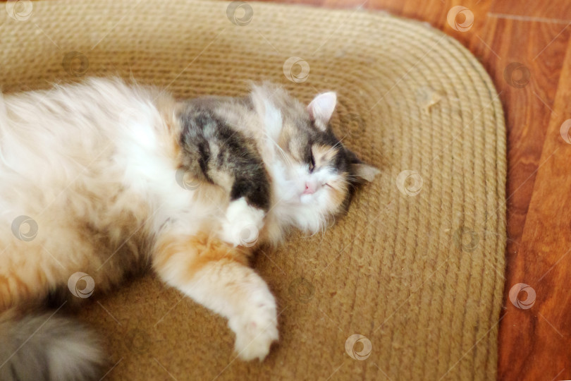 Скачать Пушистый кот спит на полу. Мягкий фокус. Кошки отдыхают. полосатый кот лежит на кровати. фотосток Ozero