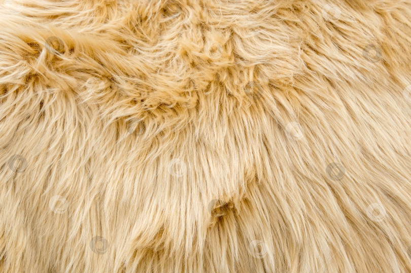 Скачать фон с текстурой желтой шерсти. Натуральный пушистый мех, текстура кожи из овечьей шерсти. макрос крупным планом, для фона и обоев фотосток Ozero
