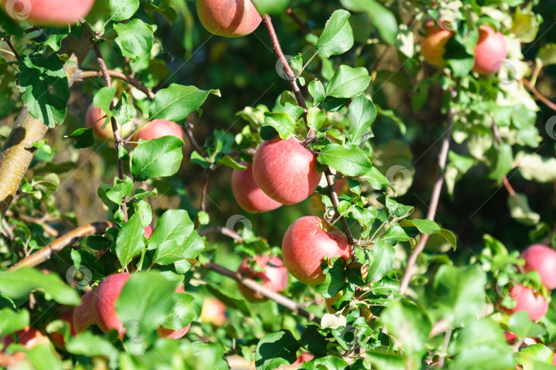 Скачать Красные вкусные яблоки, свисающие с ветки дерева во фруктовом саду во время осеннего сбора урожая. фотосток Ozero