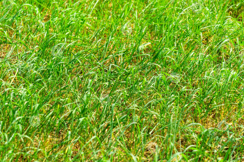 Скачать Текстура фона из зеленой травы, элемент дизайна. Естественный фон фотосток Ozero