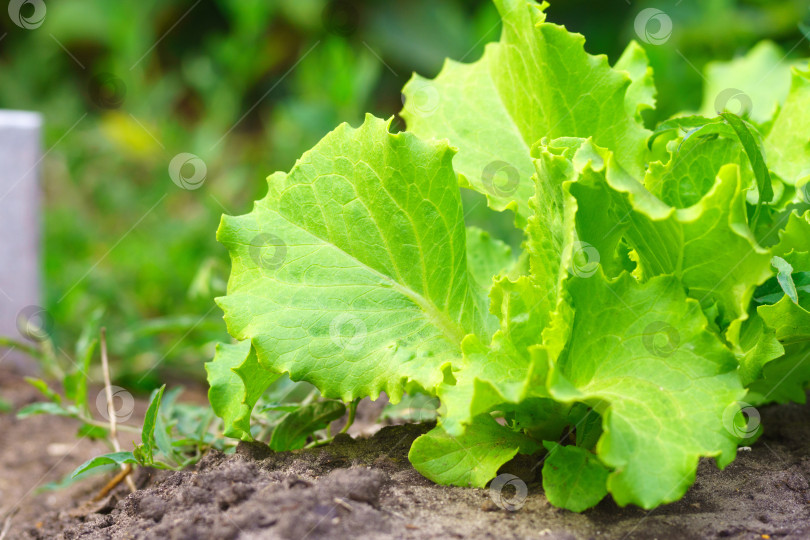 Скачать Собранные листья салата, овощи с местных ферм, органические продукты, урожай фотосток Ozero