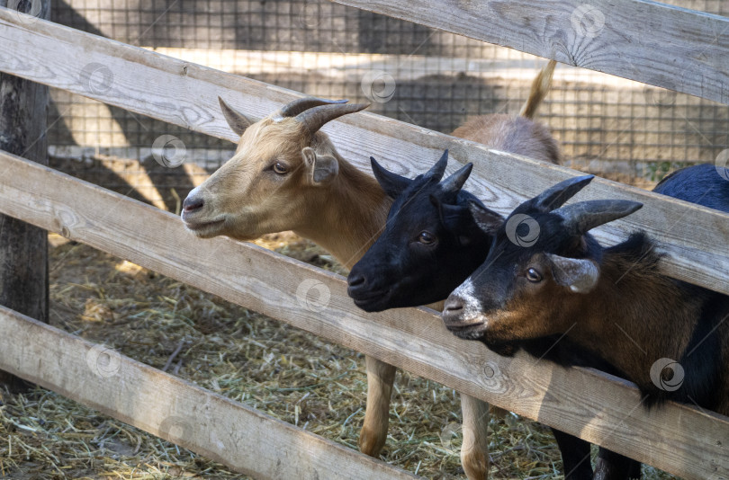 Скачать Милые козочки стоят за забором и смотрят в одном направлении. Фон с козами на ферме. фотосток Ozero