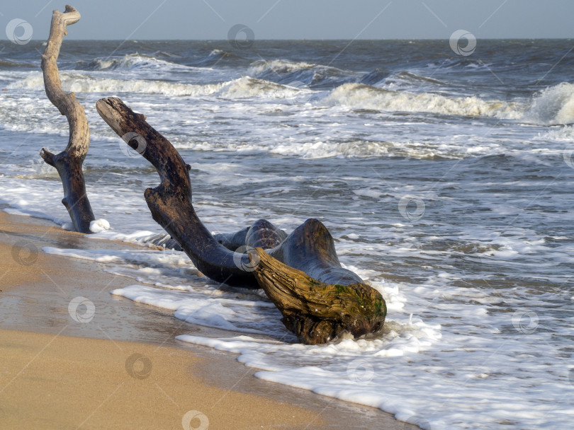 Скачать Большая коряга лежит на песчаном морском берегу и омывается волнами. Естественный солнечный пейзаж с морем и корягами на берегу. фотосток Ozero