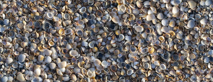 Скачать Ракушки лежат на берегу плотным слоем. Естественный фон, текстура с округлым рельефом морских раковин. фотосток Ozero