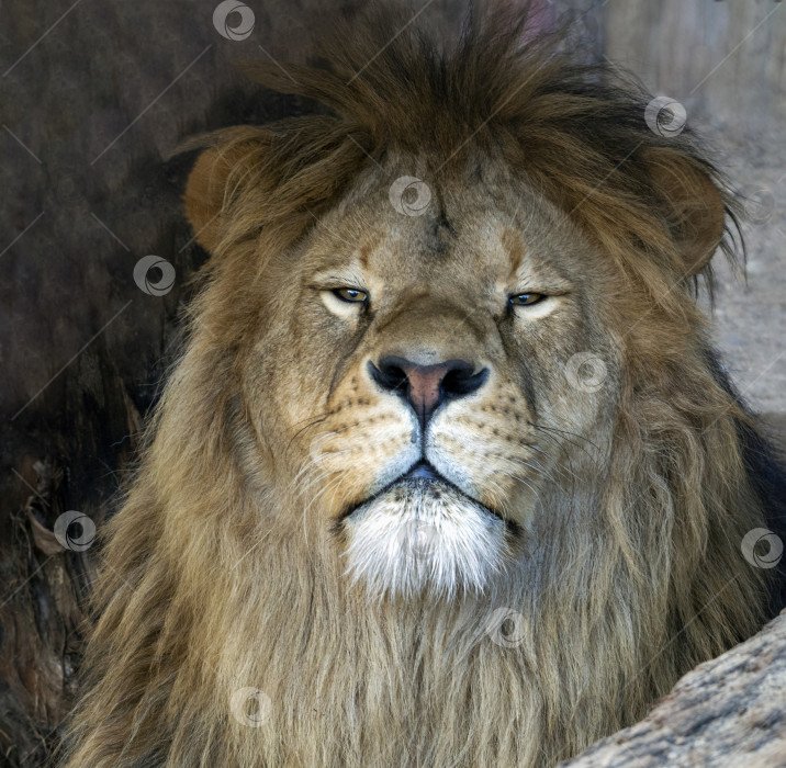 Скачать Спокойный взрослый лев гордо и задумчиво смотрит перед собой. Портрет хищника крупным планом. фотосток Ozero